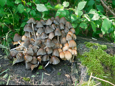 墨汁蘑菇 (Coprinus micaceus)