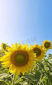 向日葵太阳摄影照片_与太阳强光和蓝天的向日葵田。