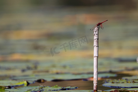 红色蜻蜓摄影照片_芦苇茎上的红脉落翅蜻蜓 (Trithemis arteriosa)