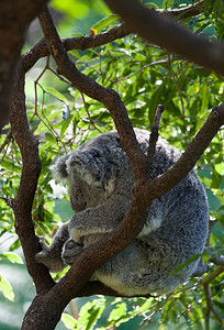 树上的澳大利亚考拉