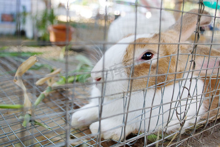 白兔眼睛摄影照片_关在笼子里的白兔