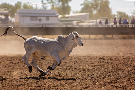 奔跑的牛摄影照片_小牛在乡村竞技场的 Campdraft 活动中奔跑