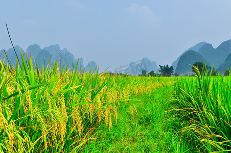广西绣球摄影照片_Li river mountain rice landscape in Yangshuo Guilin