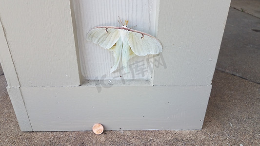翅膀的钱摄影照片_木柱或墙上有便士的大白蛾昆虫