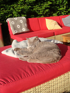 斯堪的纳维亚生活——睡在户外沙发上的猫