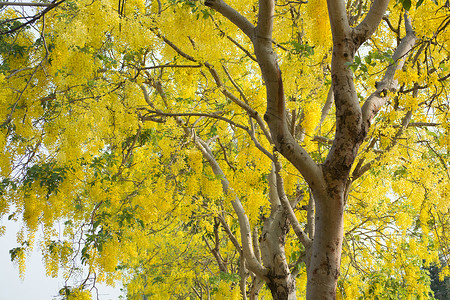 金色之子摄影照片_决明子，素有金雨树之称
