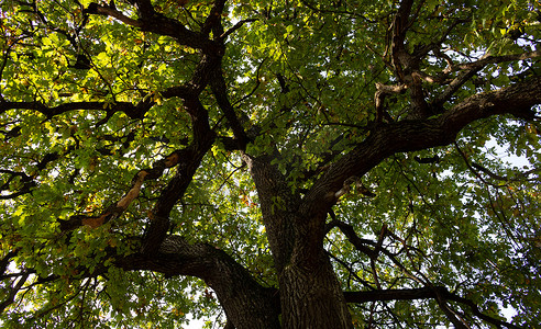 一棵古老的大橡树在天空中蔓延的树枝