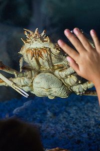 帝王蟹钳摄影照片_看着鱼缸的小女孩