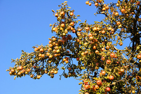 苹果树枝与成熟的苹果
