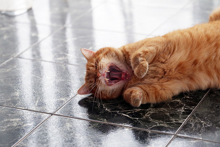 地板上的可爱猫咪