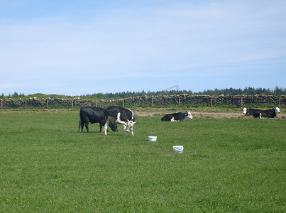 偏远的摄影照片_奶牛在田间吃草
