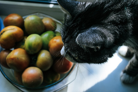 灰猫嗅着绿色西红柿