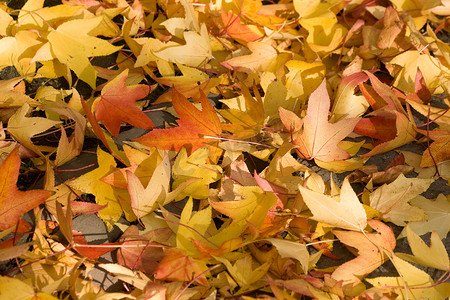黄色和橙色的秋叶在秋天