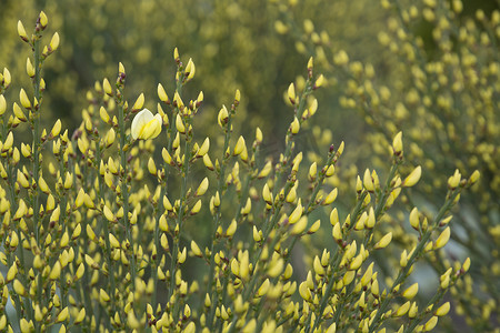 Warminster 扫帚，Cytisus x praecox，五月开花