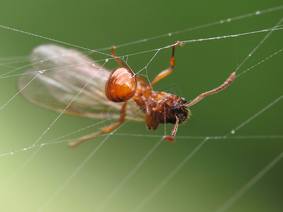 蛛网中的蚂蚁
