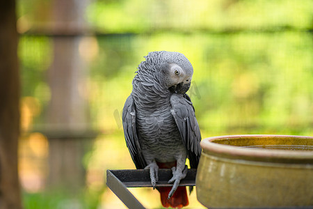 宠物喂食摄影照片_一只灰鹦鹉 redtail jako 在喂食槽附近清理羽毛。