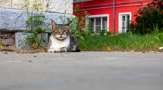 一只流浪猫。