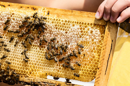 蜂巢与蜜蜂