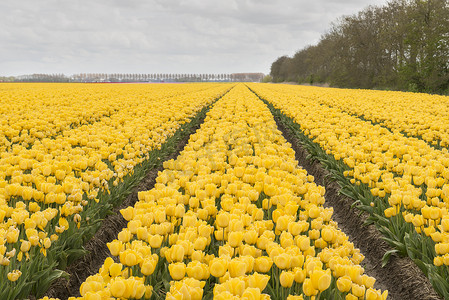 荷兰东北部圩田的黄色郁金香
