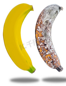 孤立在白色的生根香蕉