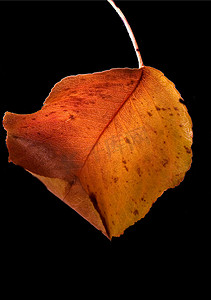 过年洗福禄摄影照片_秋天的叶子和颜色