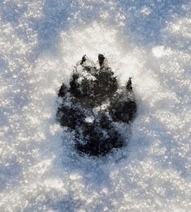 狗在雪地上的脚印