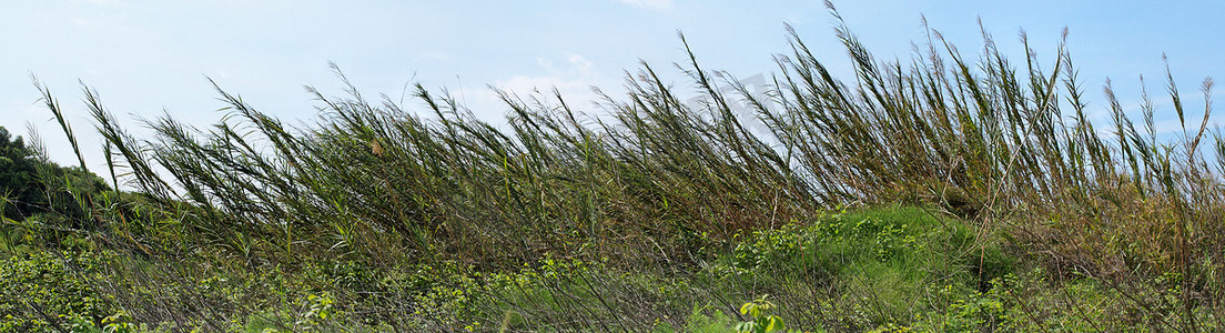 绿色风树叶摄影照片_天空背景中被风吹弯的高芦苇