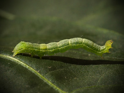 昆虫叶子摄影照片_叶子上的绿色毛毛虫特写