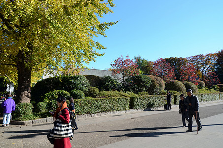 日本东京 — 2013 年 11 月 22 日：游客在上野公园欣赏五颜六色的树木