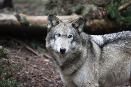 森林郊狼摄影照片_灰狼。