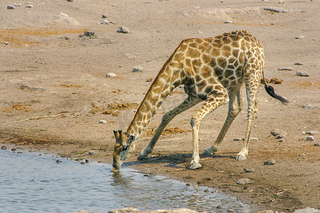长颈鹿喝水摄影照片_长颈鹿在纳米比亚的一个水坑喝水