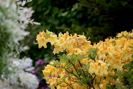 黄色杜鹃花，在开花的杜鹃花灌木