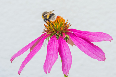 锥花，紫锥菊