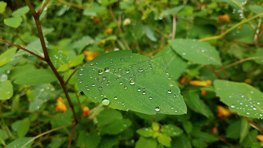 植物上的水滴摄影照片_绿叶植物上的水滴