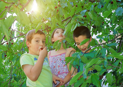 孩子们吃冰樱桃