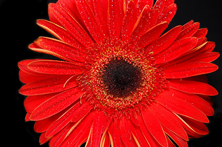 盛开的黑色花摄影照片_红色非洲菊