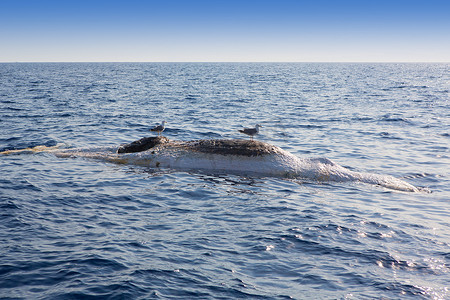 蓝色的鲸鱼摄影照片_死鲸颠倒漂浮在海洋中