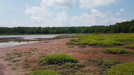 泥浆和红藻在湿地的水中绽放