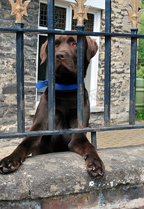 巧克力棕色的拉布拉多犬透过铁栏杆，等待主人归来