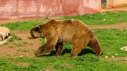 棕熊摄影照片_行走的棕熊