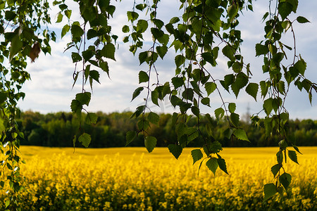 黄色的油菜花和绿树的美丽田野。