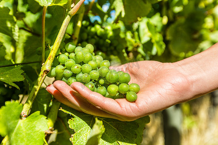 农耕采摘摄影照片_葡萄园酿酒葡萄收获妇女农业采摘成熟的水果来酿造白葡萄酒。
