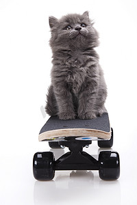 炫彩的背景摄影照片_滑板猫，萌宠炫彩主题