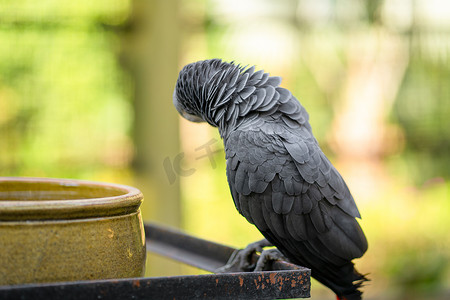 一只灰鹦鹉 redtail jako 在喂食槽附近清理羽毛。