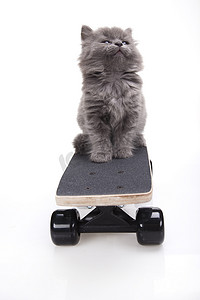 炫彩的背景摄影照片_滑板猫，萌宠炫彩主题