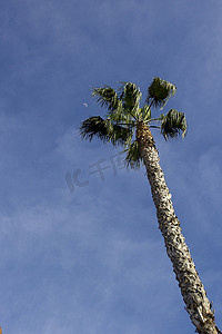 夏天文案摄影照片_在天空背景上的棕榈树