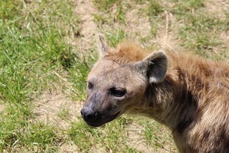 斑点鬣狗头部侧视图