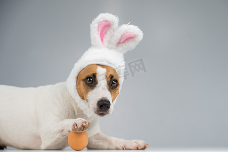 兔子耳朵里的杰克罗素梗犬躺在一个鸡蛋里。
