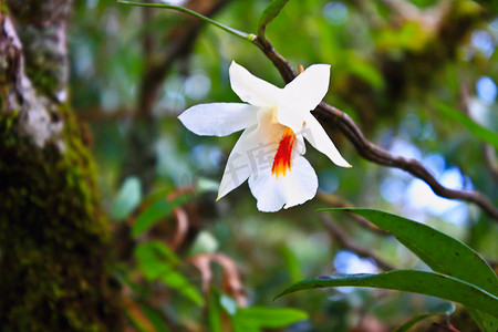 泰国森林中的野生兰花