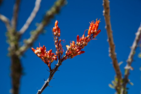 Ocotillo 仙人掌的深红色花朵